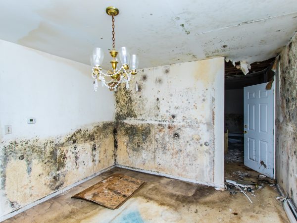 A1 Water & Mold Removal MA photo