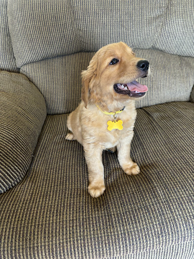Colson Kennels Bernese & Golden Retrievers Gallery - United States