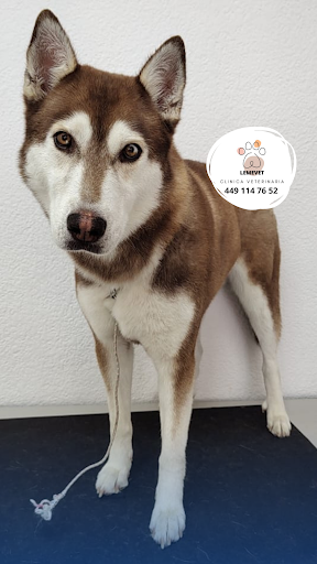 Clinica Veterinaria Lemevet