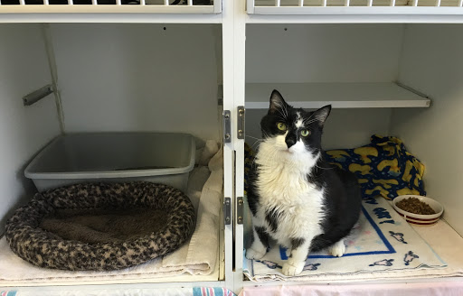 Nine Lives Cat Center - Thumbnail