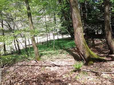 William W. White American Chestnut Plantation