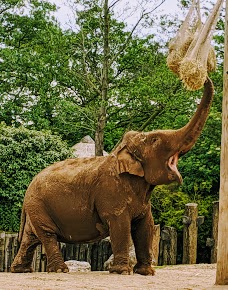 Chester Zoo