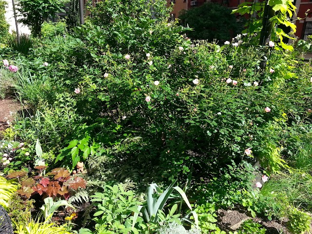 Lotus Garden