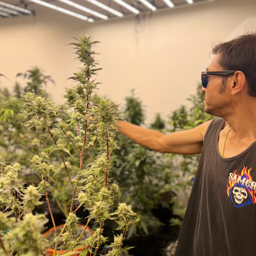 weweed 420