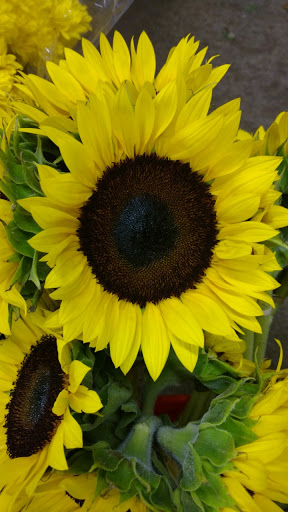 SC Specialty Cut Flowers - Thumbnail