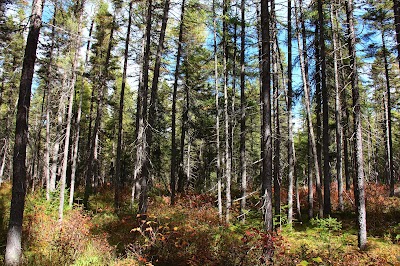 Photos of Frontenac National Park