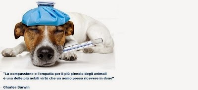 Clinica Veterinaria Salluzzi