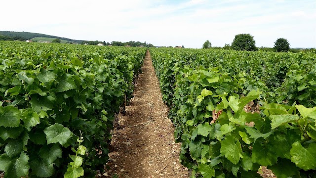 Chambolle-Musigny