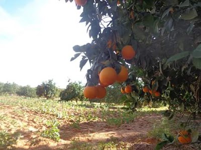 Photos of مزرعة المرحوم عثمان الديب