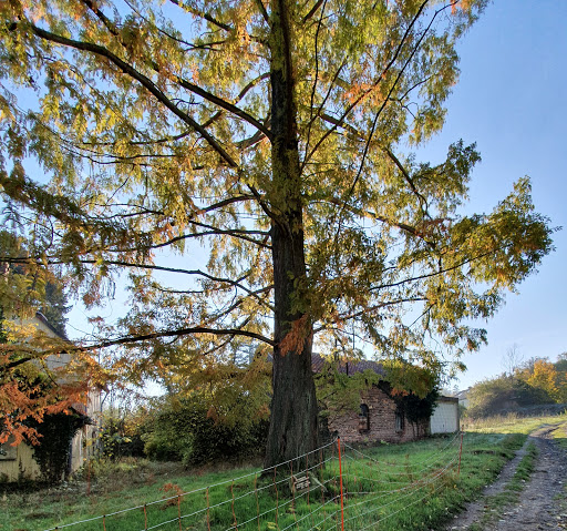 Urweltmammutbaum