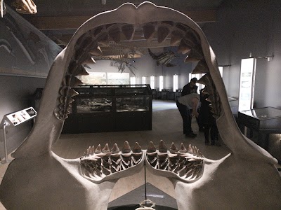 Photos of Museum S&oslash;nderjylland, Naturhistori and paleontology