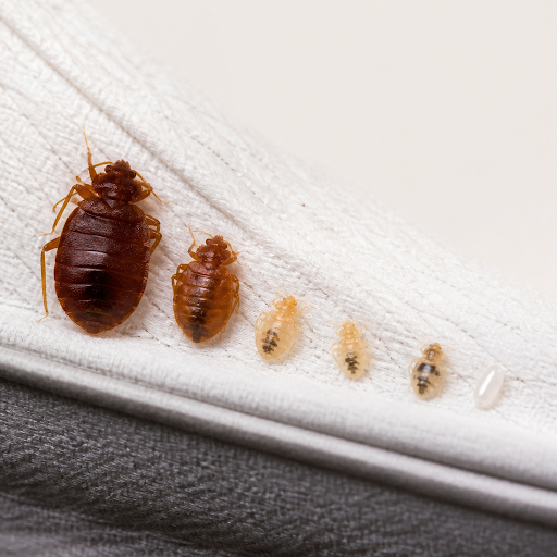Worried that bed bugs keep coming back even after treatment? At Pest Flick on Roopsagar Road, we… post image