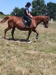 Photo n°5 de ecuries de panon à Cazats (Centre équestre)