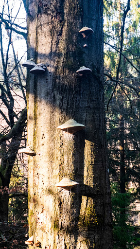 Bärnreuther Bach - Thumbnail