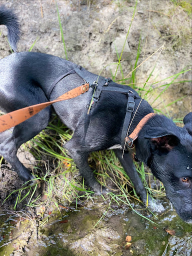 Schmuddelhund - Thumbnail