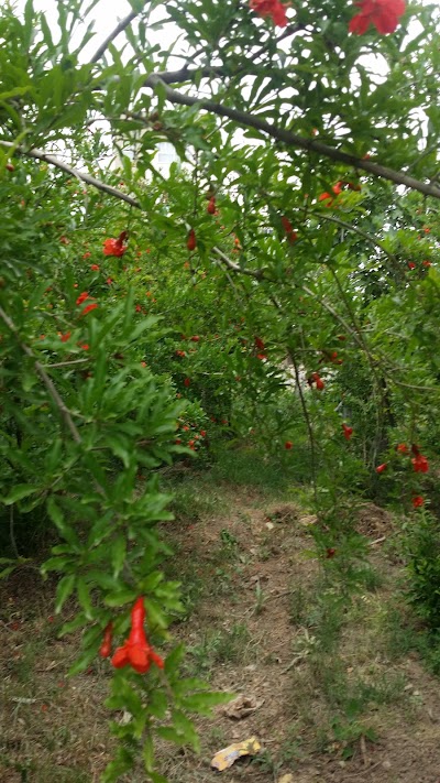 Photos of Arash Garden