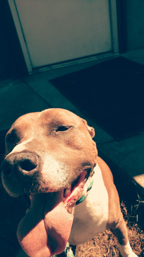 Clatsop County Animal Shelter - Thumbnail