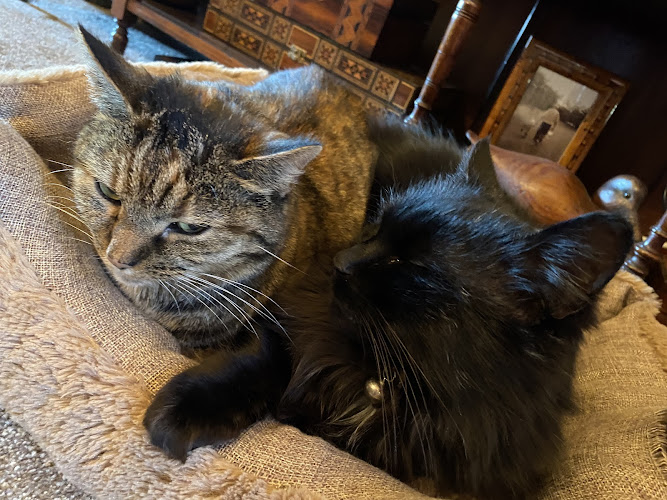 Spring House Cattery, Scales, Ulverston LA120PF â­â­â­â­â­