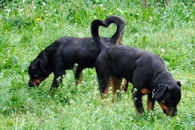 Photos of Pet Universe