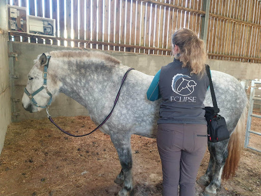 Eclipse Vet Physio - Visual