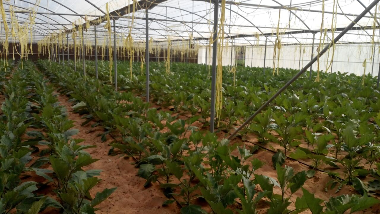 حدائق لوسيندا للمستلزمات الزراعيه Loucinda Gardens trading - صورة 4