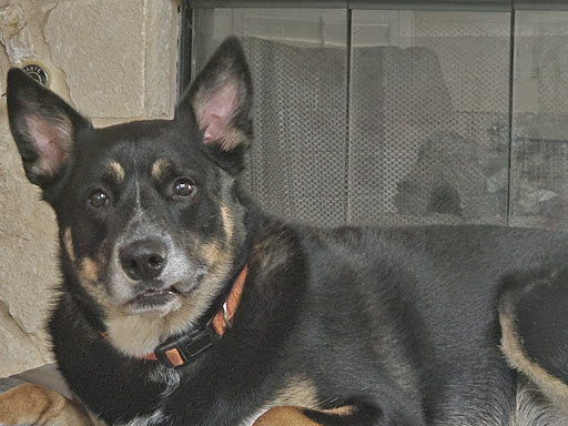 North Star 410 Animal Hospital Gallery - United States