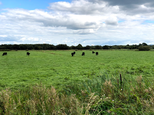 Catcott Complex Nature Reserve - Thumbnail