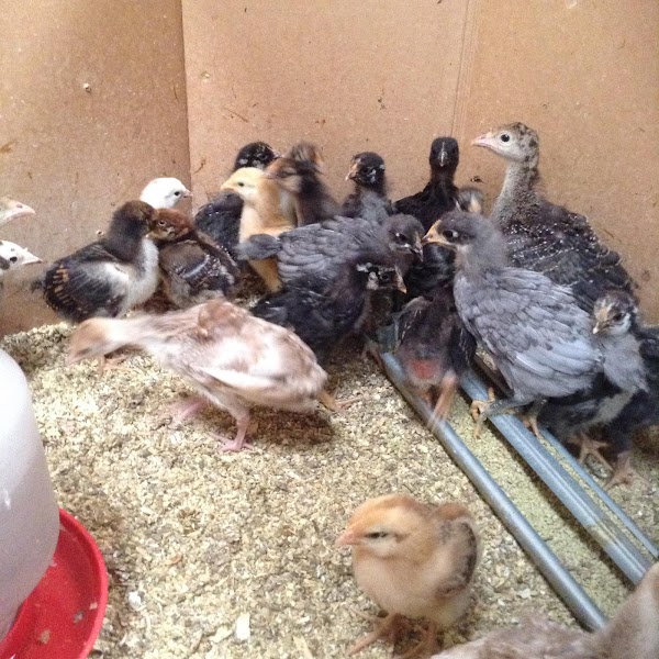 The Feed Bin photo 3