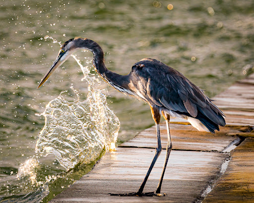 Aransas Bay Bait Company - Thumbnail