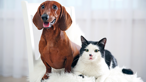 Animal Eye Care, inc