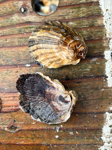 North Fork Big Oyster - Thumbnail