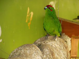 Photo n°50 de Chambre d'hôtes et Roulotte du Catelet à Fressenneville (Chambre d'hôtes)