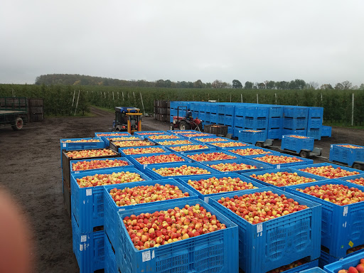 BB Brandenburger Obst GmbH - Thumbnail