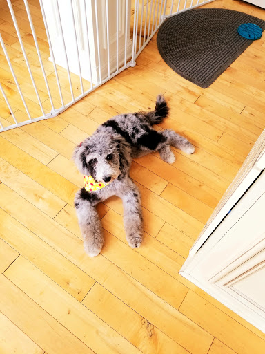 Bark'n Spray Salon LLC - Thumbnail