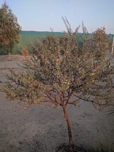 Photos of Al-Rafiaa Farm
