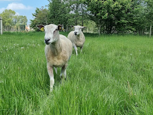 Photo n°1 de Merckeghem Sheepdogs à Merckeghem (Éleveur)