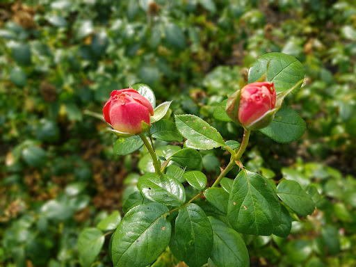 Rosarium - Visual