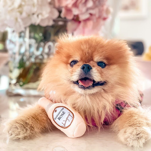 Vanderpump Pets - Visual