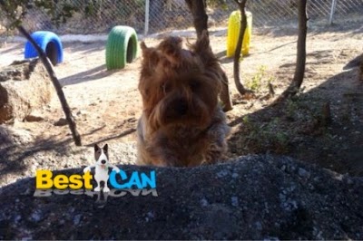 Photos of Hotel Canino BestCan