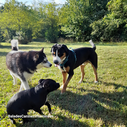 BALADES CANINES VITAMINEES - VISITES CHIENS CHATS NACS - Thumbnail
