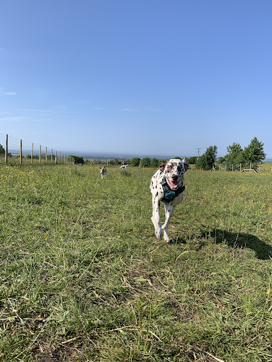 Pet Fields Bolton- Enclosed Dog Field Bolton - Thumbnail
