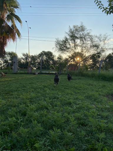 Happy Chickens 8 de Enero - Thumbnail