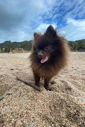 Photo n°26 de Les Aires De Courteline : Élevage de Spitz Nain en Corse, vente de chiot Spitz Nain Corse-du-Sud à Eccica-Suarella (Éleveur de chiens)