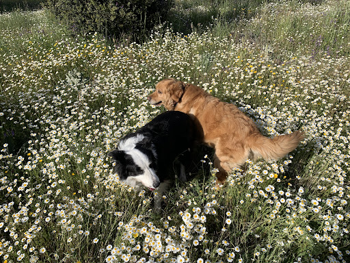 Clínica Veterinaria Gaudi