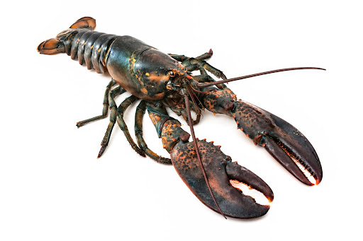 Take Thyme Lobster & Fish Restaurant - Thumbnail