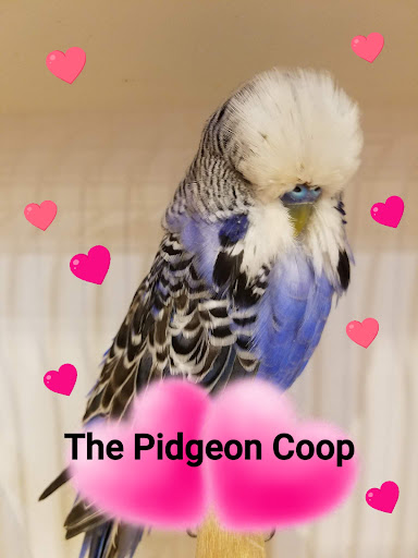 The Pidgeon Coop