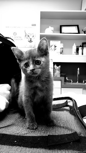 Benton Veterinary Hospital - Thumbnail