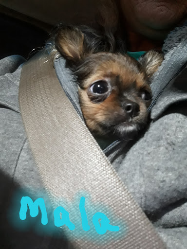 Meme's Grooming Spa - Thumbnail