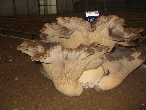 Funghi Cardopan - Thumbnail