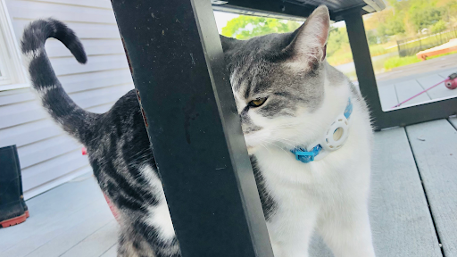 Trending pets - Visual
